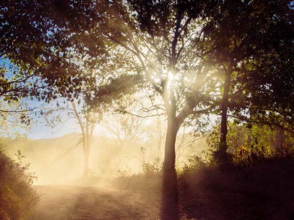 Landscapes 28